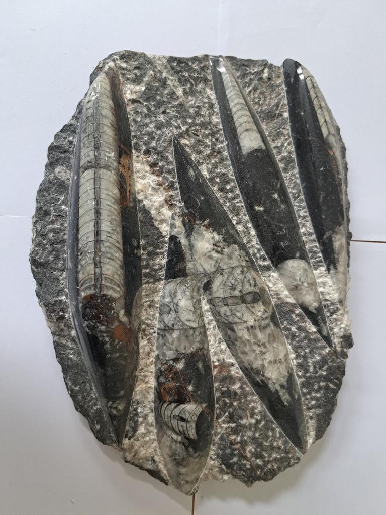 Fossielen, Verzamelen, Mineralen en Fossielen, Fossiel, Ophalen