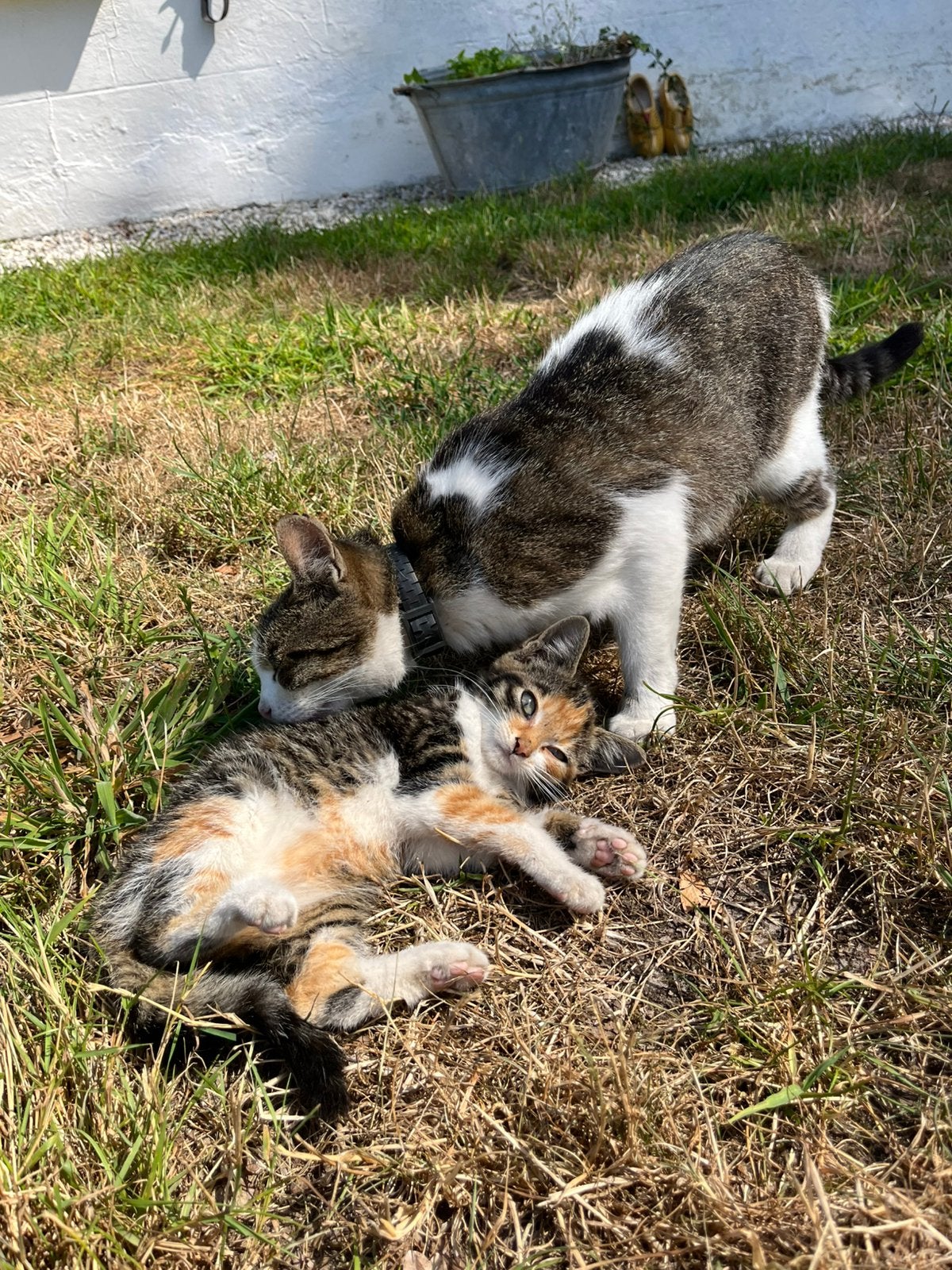 Twee mooie kittens te koop, Dieren en Toebehoren, Katten en Kittens | Overige Katten, Meerdere dieren, Kortharig, 0 tot 2 jaar