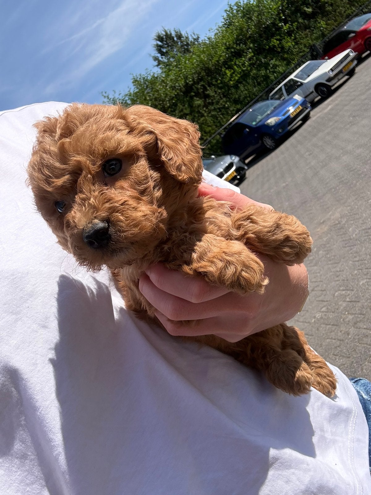 Mini labradoodle reu, 8 tot 15 weken, Eén hond, Nederland, Particulier