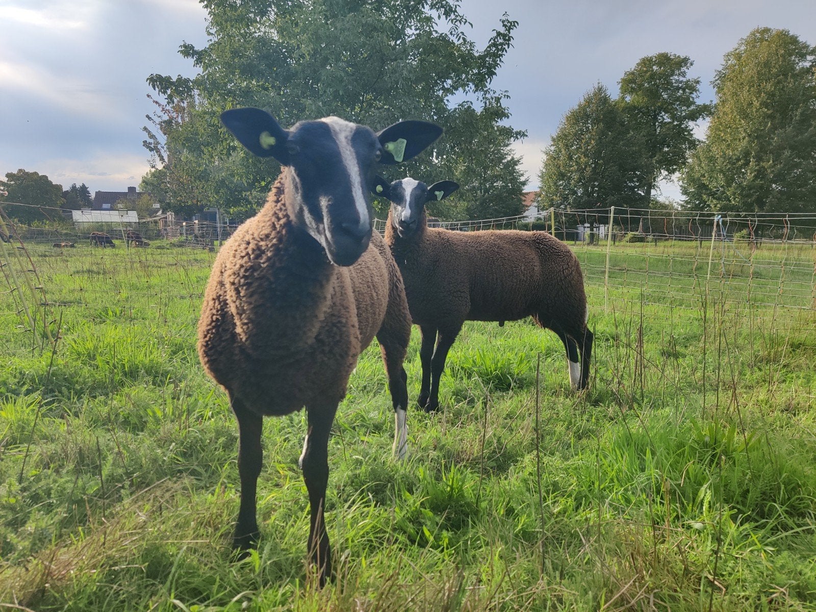 Zwartbles dekrammen, 2 stuks, Dieren en Toebehoren, Mannelijk, Schaap, 0 tot 2 jaar