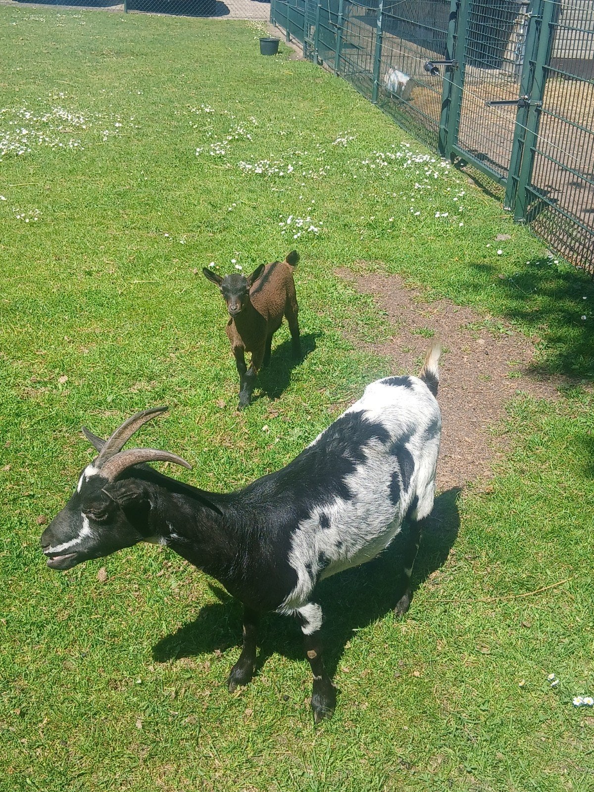 Zwartbonte dwerggeit met bruin geitlam, Dieren en Toebehoren, Vrouwelijk, Geit