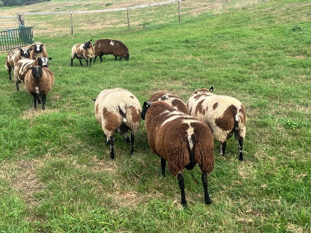 mooie bonte dekrammen, Dieren en Toebehoren, Mannelijk, Schaap
