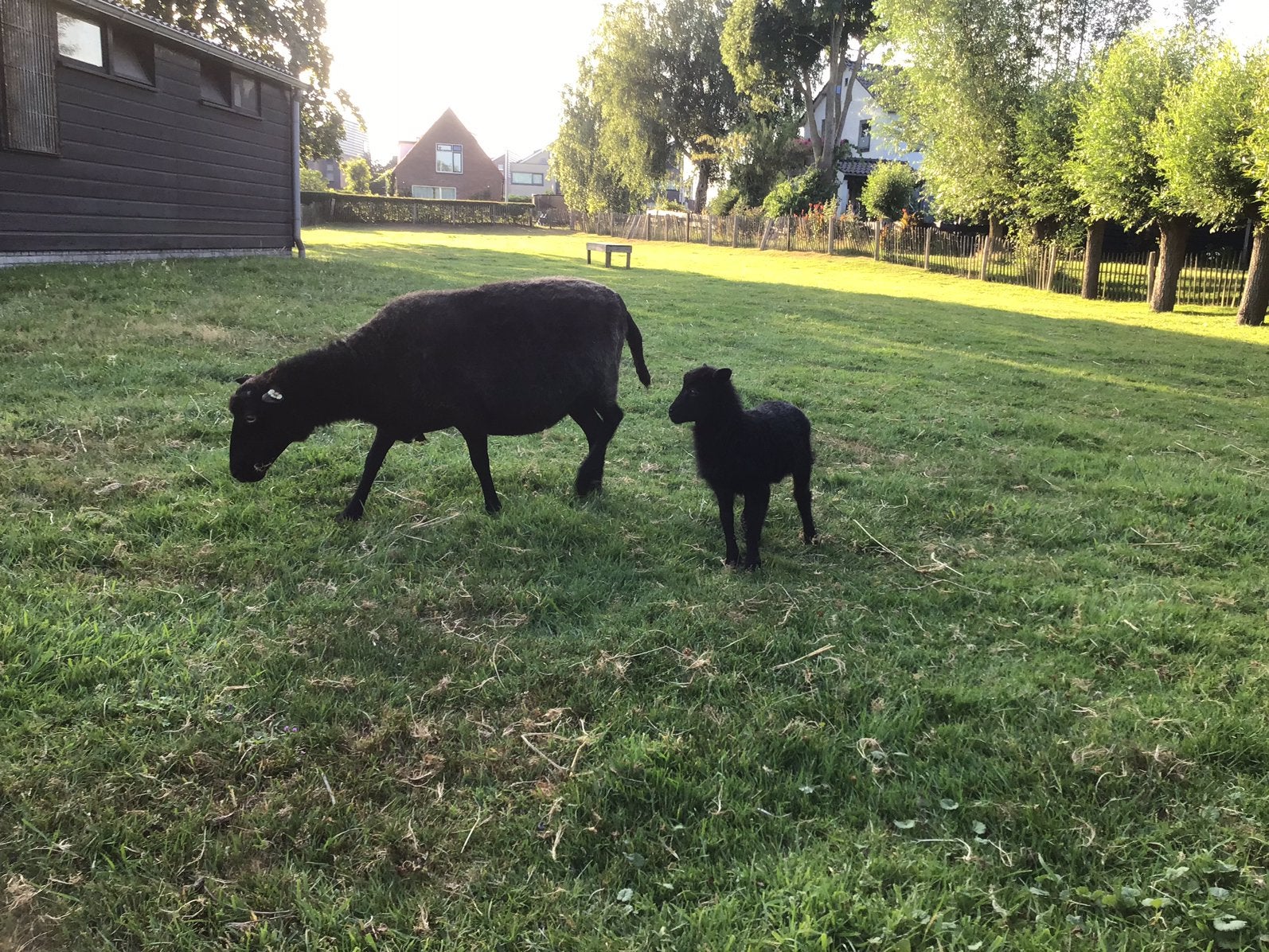 Skudde ooi met ooilam., Vrouwelijk, Schaap