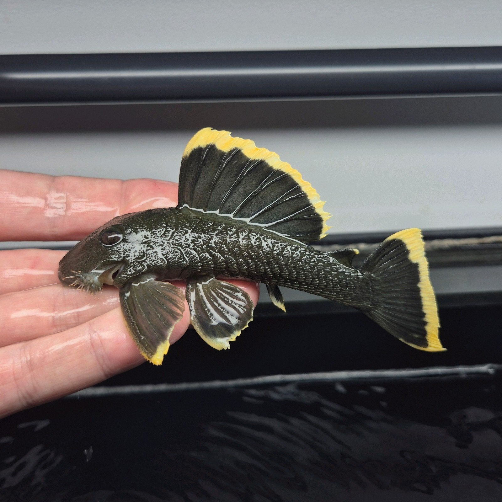 l047 Baryancistrus Chrysolomus, Dieren en Toebehoren, Vis, Zoetwatervis