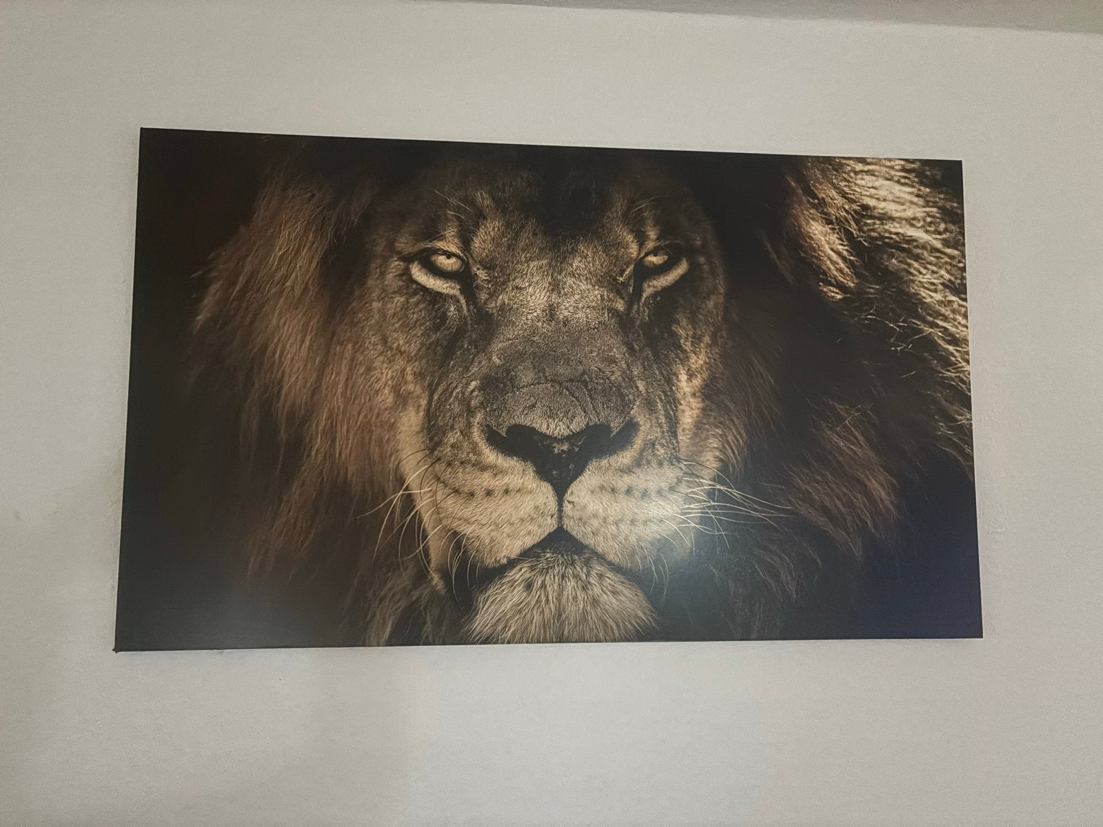 Indrukwekkend Leeuwen Canvas Schilderij 100x60 cm, 50 – 75, Ophalen of Verzenden, Zo goed als nieuw, Schilderij