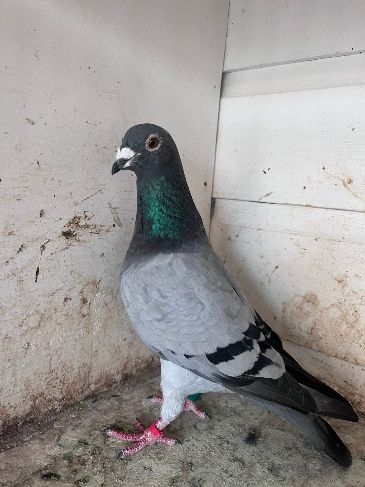 Postduif duivin, Meerdere dieren, Postduif