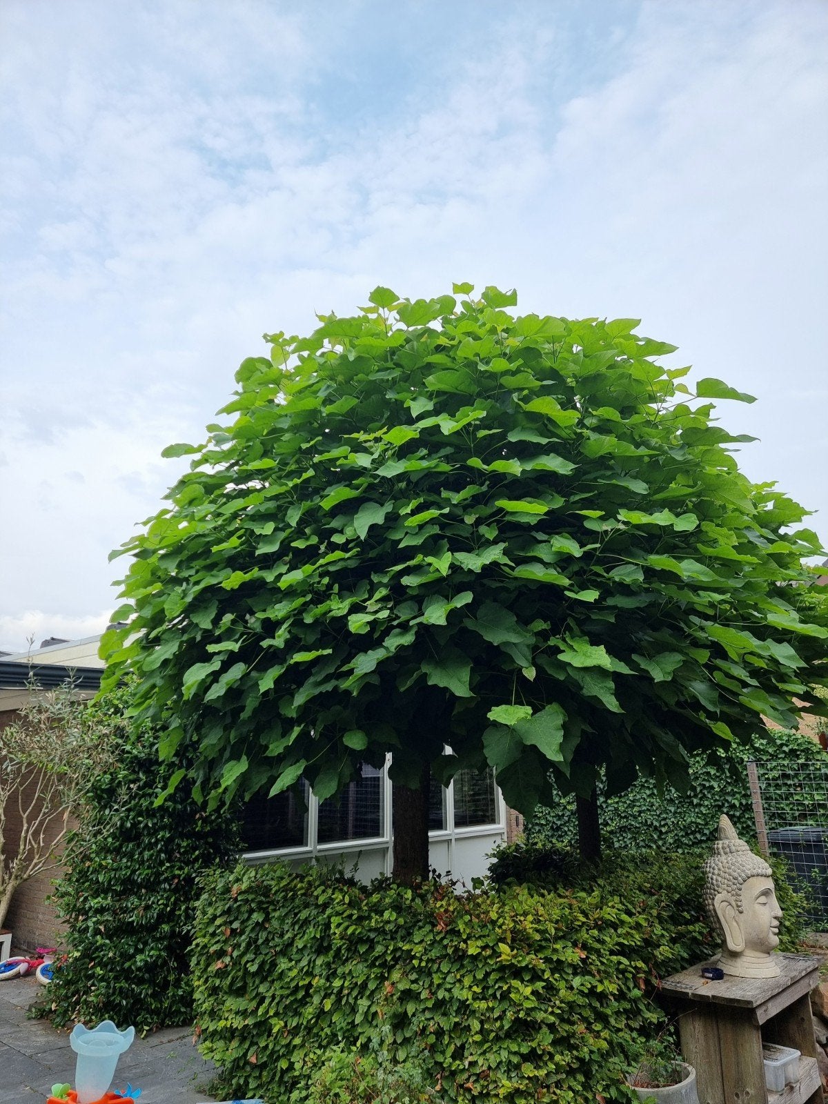 Gratis Trompetboom af te halen wegens tuin aanpassingen, Ophalen, Overige soorten, 100 tot 250 cm