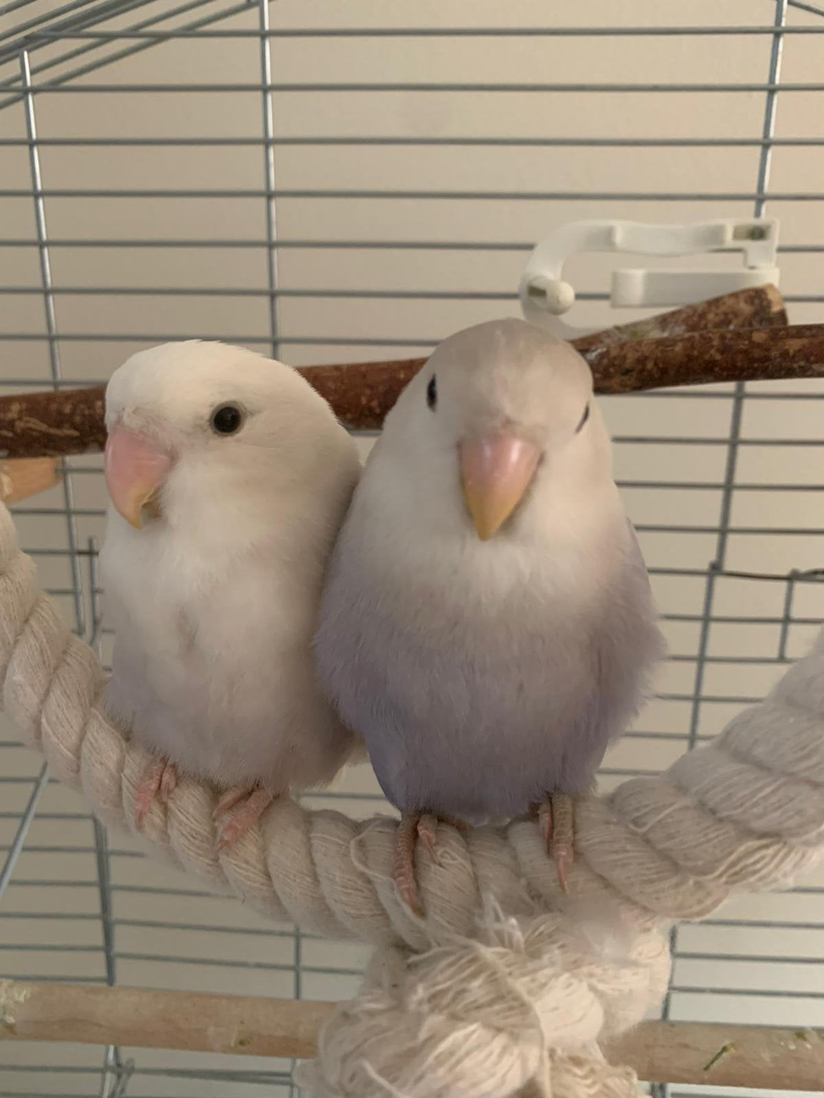 Twee lovebirds Agapornissen, 1,5 jr oud, Dieren en Toebehoren, Vogels | Parkieten en Papegaaien, Geslacht onbekend, Dwergpapegaai of Agapornis