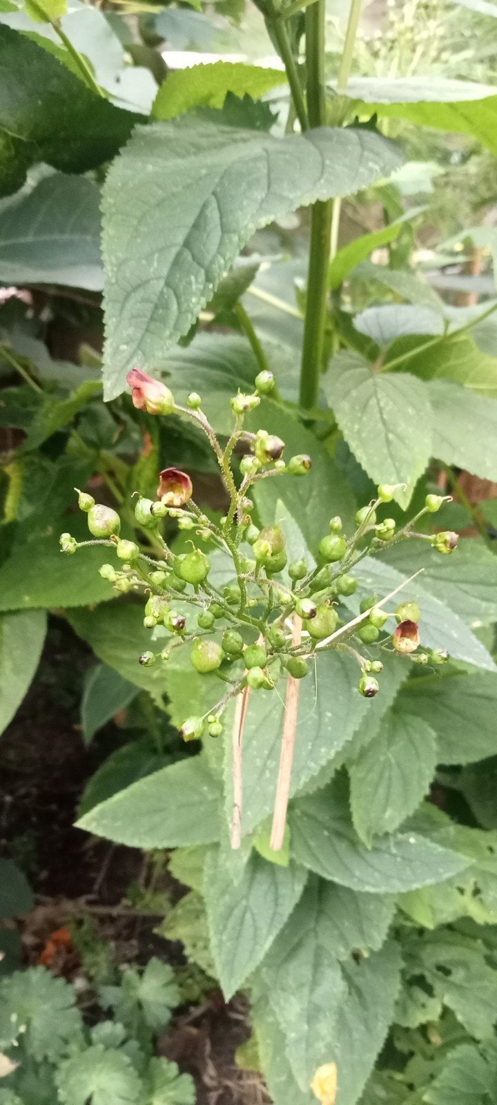 Scrophularia nodosa - Knopig helmkruid zaden, Ophalen of Verzenden, Voorjaar, Volledige schaduw, Zaad