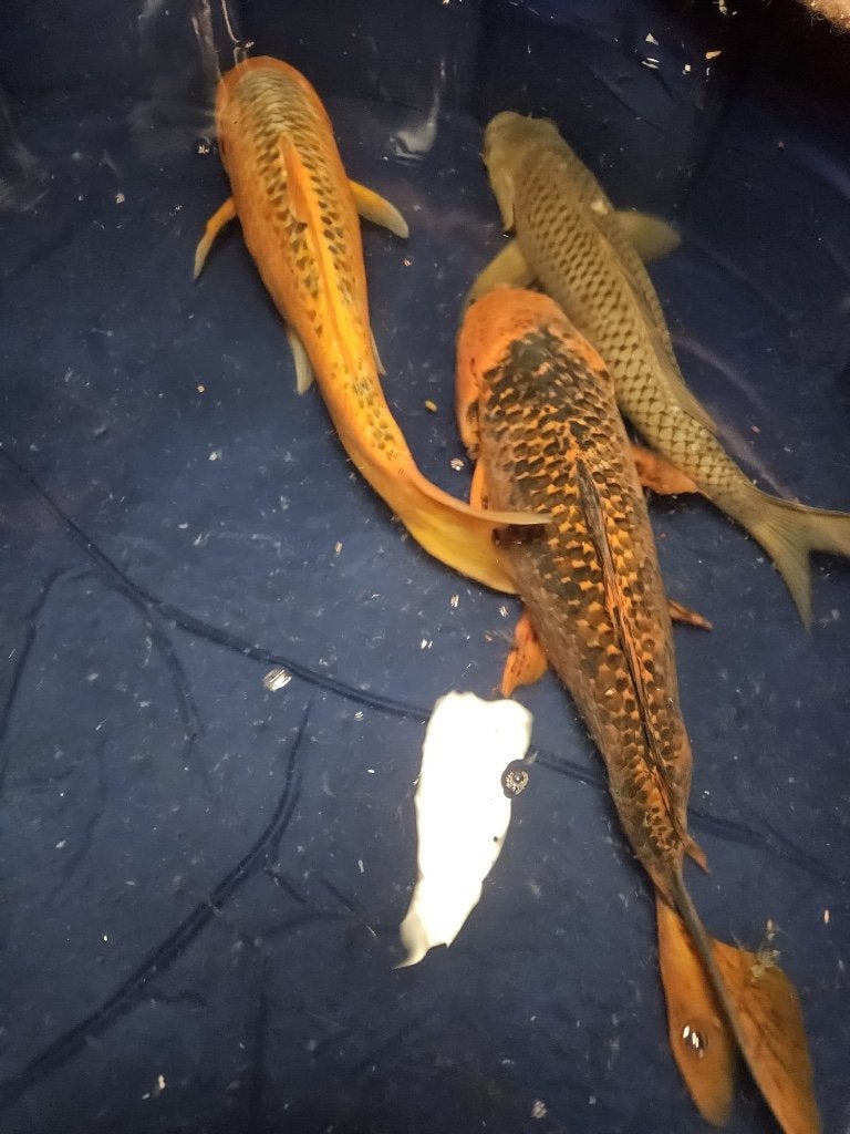 Mukashi Ogon en aka matsuba Japanse koi, Dieren en Toebehoren, Vissen | Vijvervissen, Karper of Koi