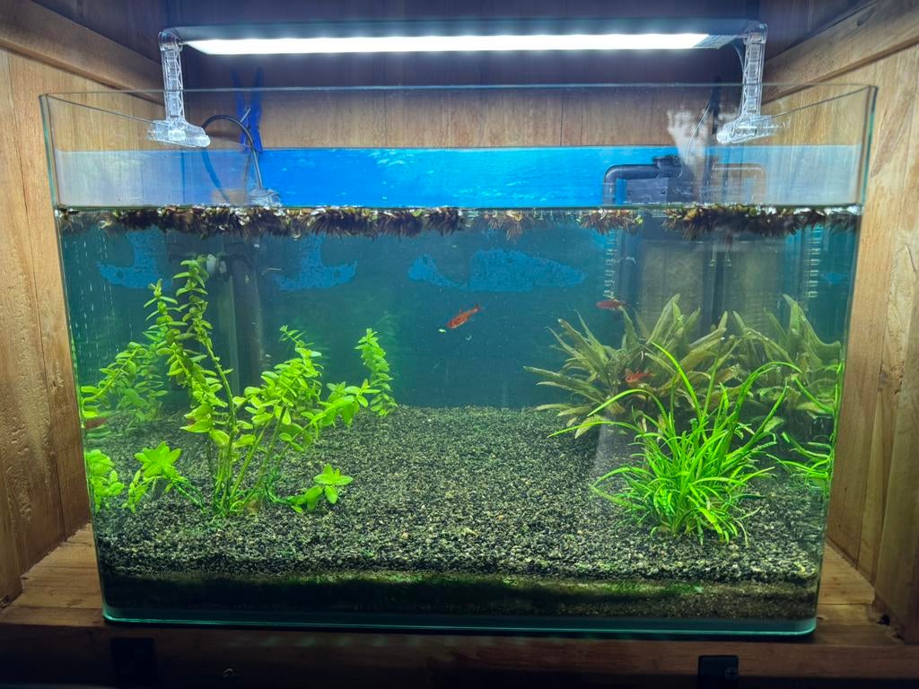 Gratis 7 visjes op te halen voor aquarium, Dieren en Toebehoren, Ophalen, Zo goed als nieuw, Gevuld zoetwateraquarium