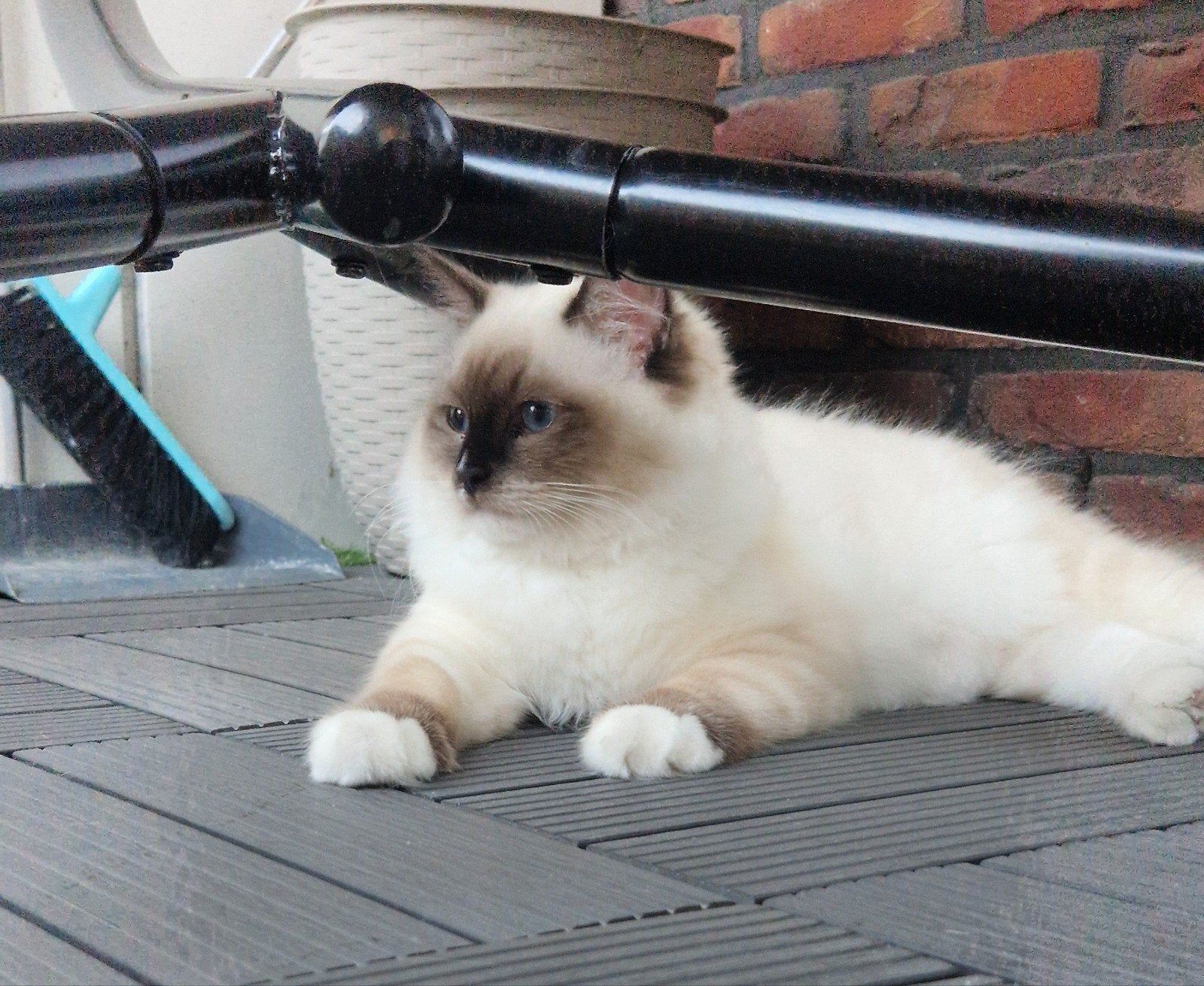 ( fok ) ragdoll poesje, Dieren en Toebehoren, Katten en Kittens | Raskatten | Langhaar, Poes, Met stamboom, 0 tot 2 jaar