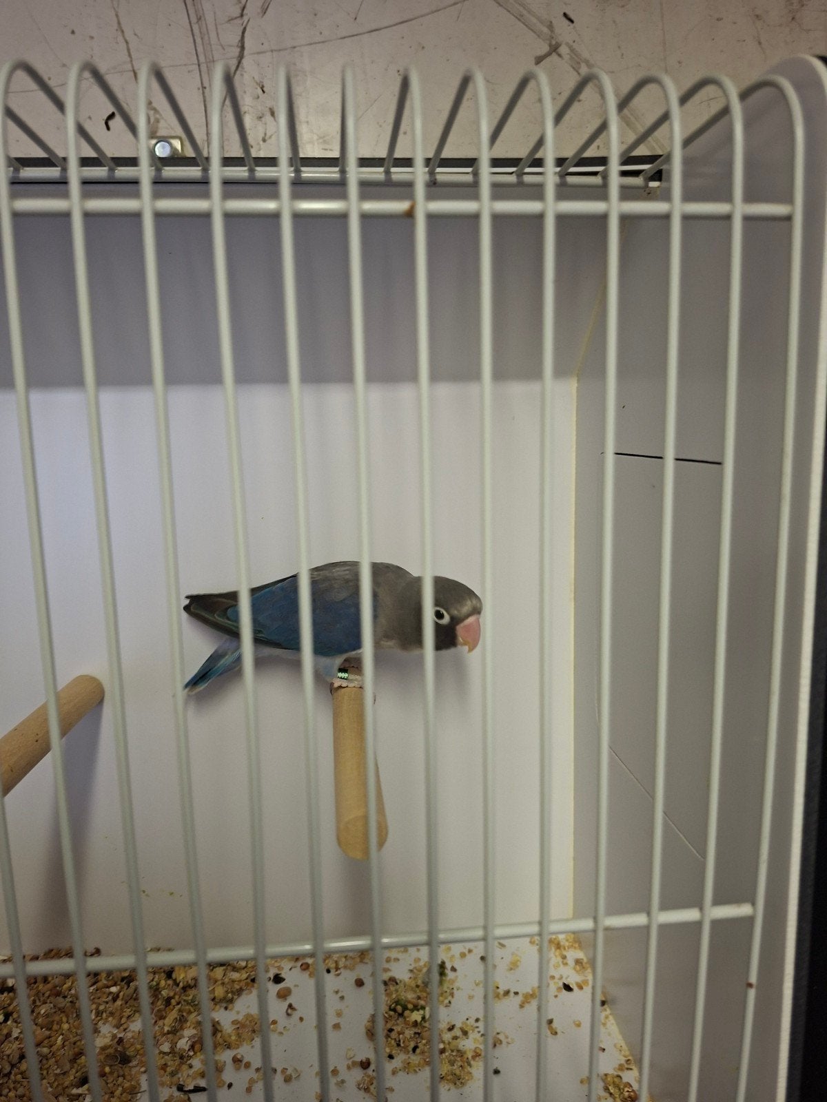 agapornis nigrigenis, Geslacht onbekend, Dwergpapegaai of Agapornis, Geringd