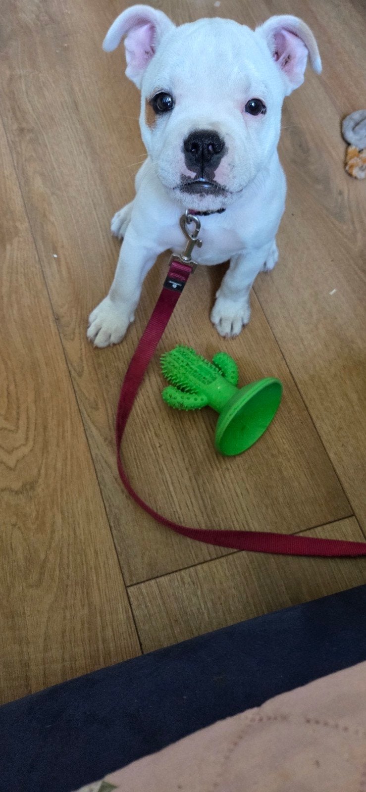 Engelse bulldog x stafford, Dieren en Toebehoren, 15 weken tot 1 jaar, Reu, Bulldog, Eén hond