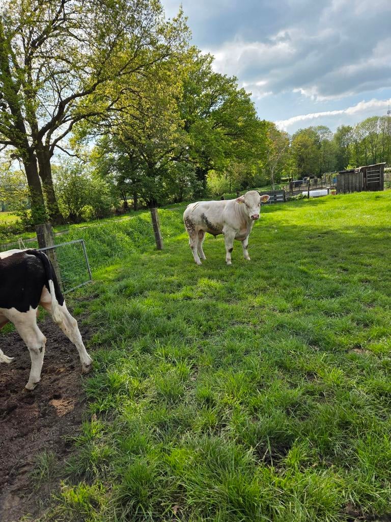Belgisch witte dekstier, Mannelijk
