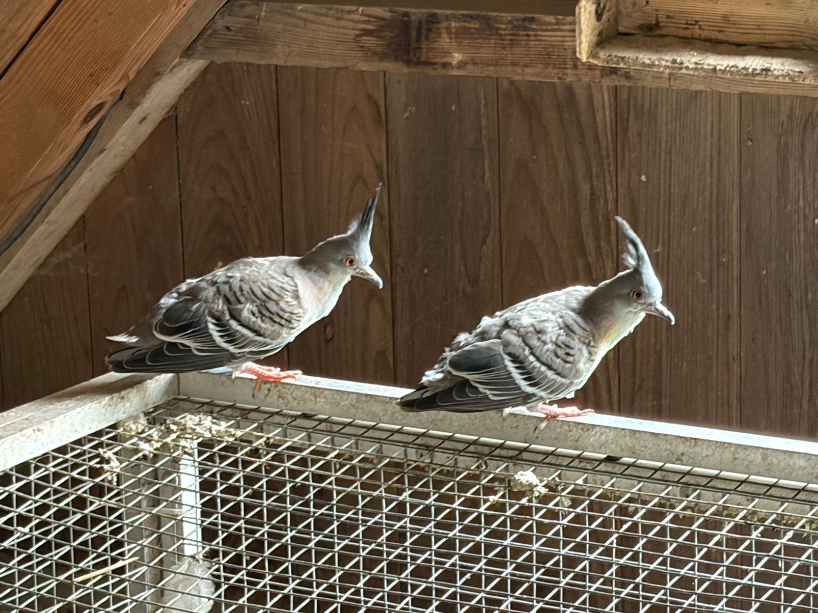 Duiven, Meerdere dieren, Overige soorten