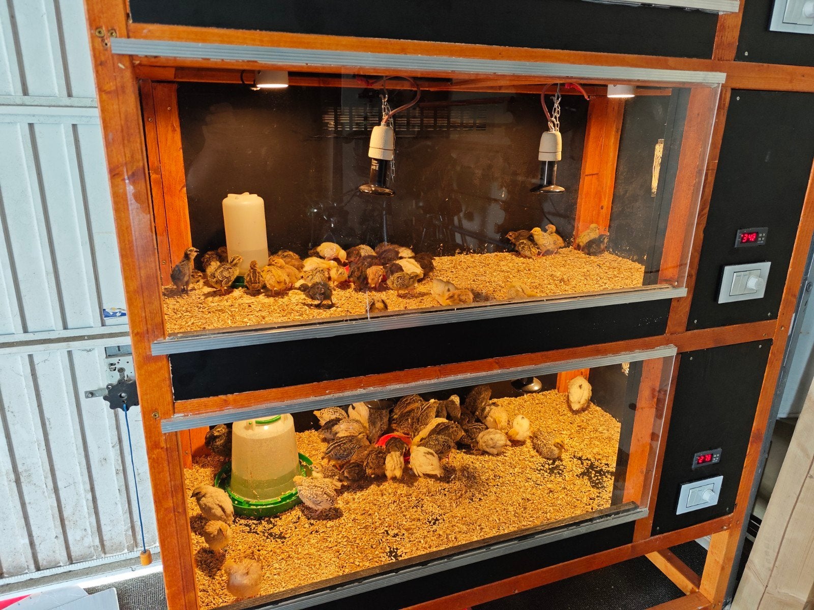 Japanse kwartel kuikens in prachtige en unieke kleuren!, Meerdere dieren, Overige soorten