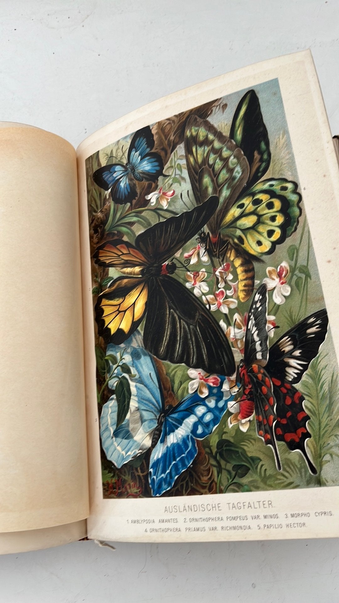 Antiek duits insekten boek met prachtige prenten, Ophalen