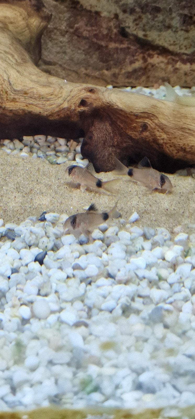 Panda en albino meerval, Dieren en Toebehoren, Vis