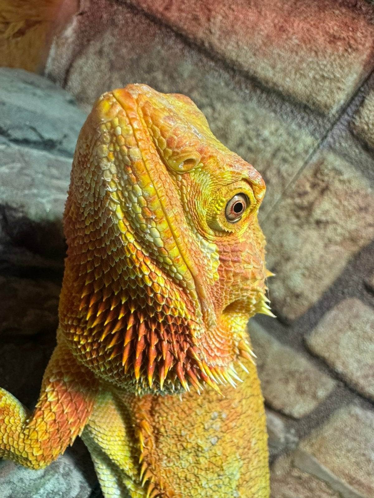 Volwassen red baardagaam vrouw Bearded Dragon photo 4