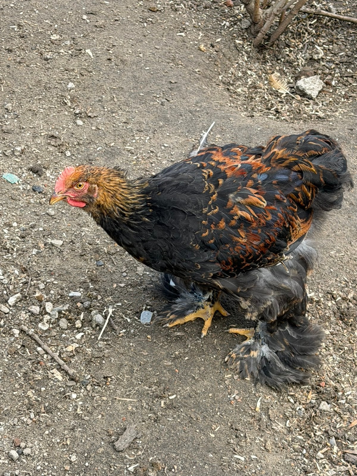 Mooie cochin goudpatrijs, Mannelijk, Kip