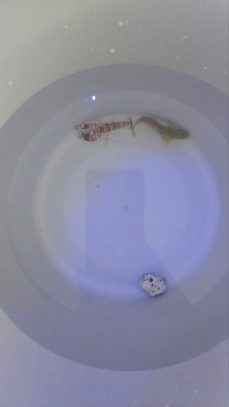 pistoolgarnaal, Vis, Zoutwatervis