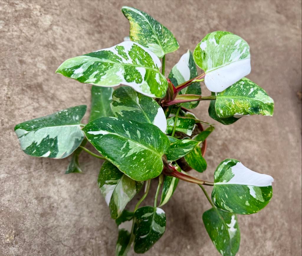 Philodendron White Princess p12, Overige soorten, In pot, Minder dan 100 cm, Groene kamerplant