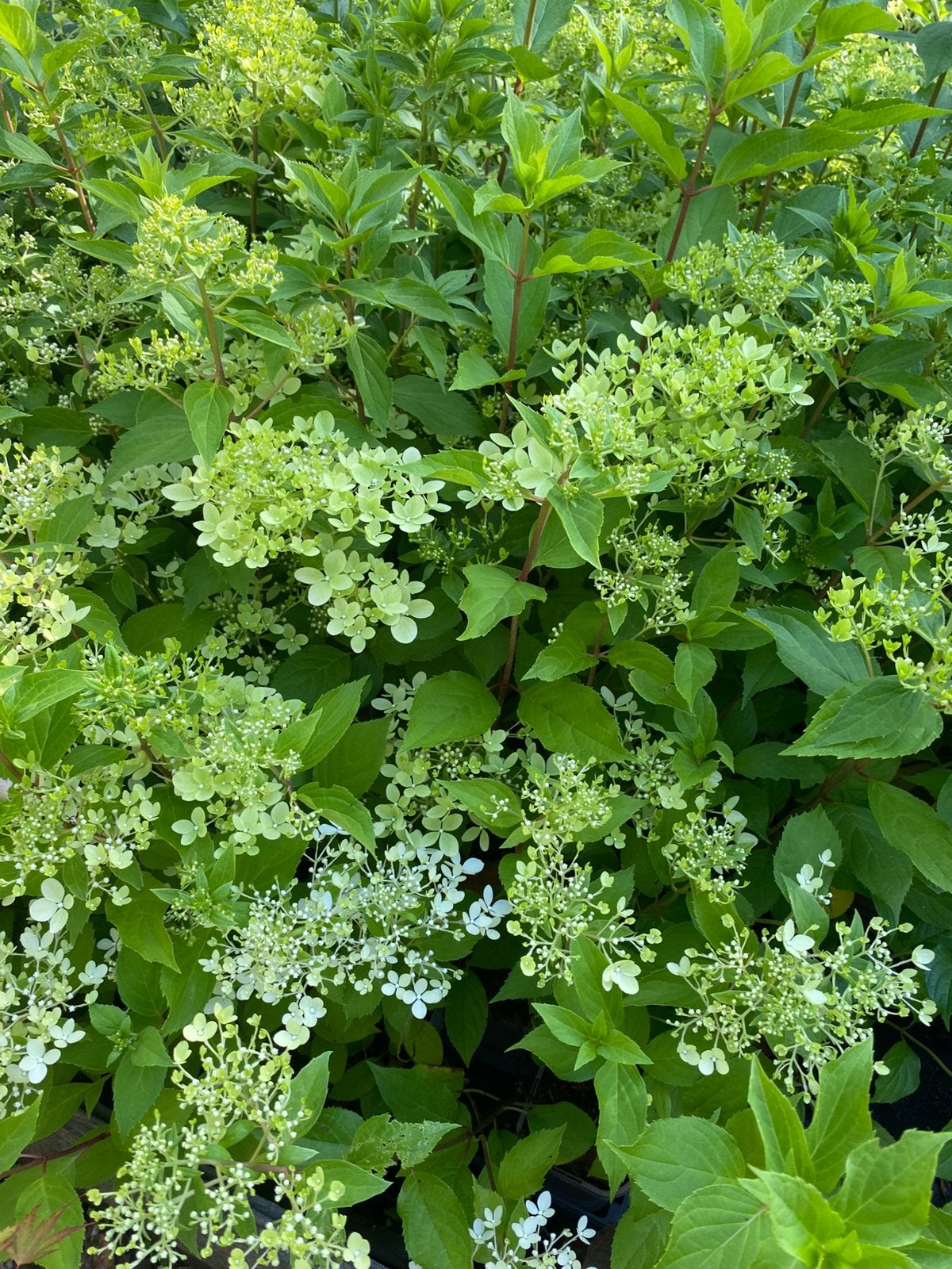 Hortensia’s- Boerenhortensia’s-Klimhortensia’s, 100 tot 250 cm, Zomer, Palmboom, Ophalen