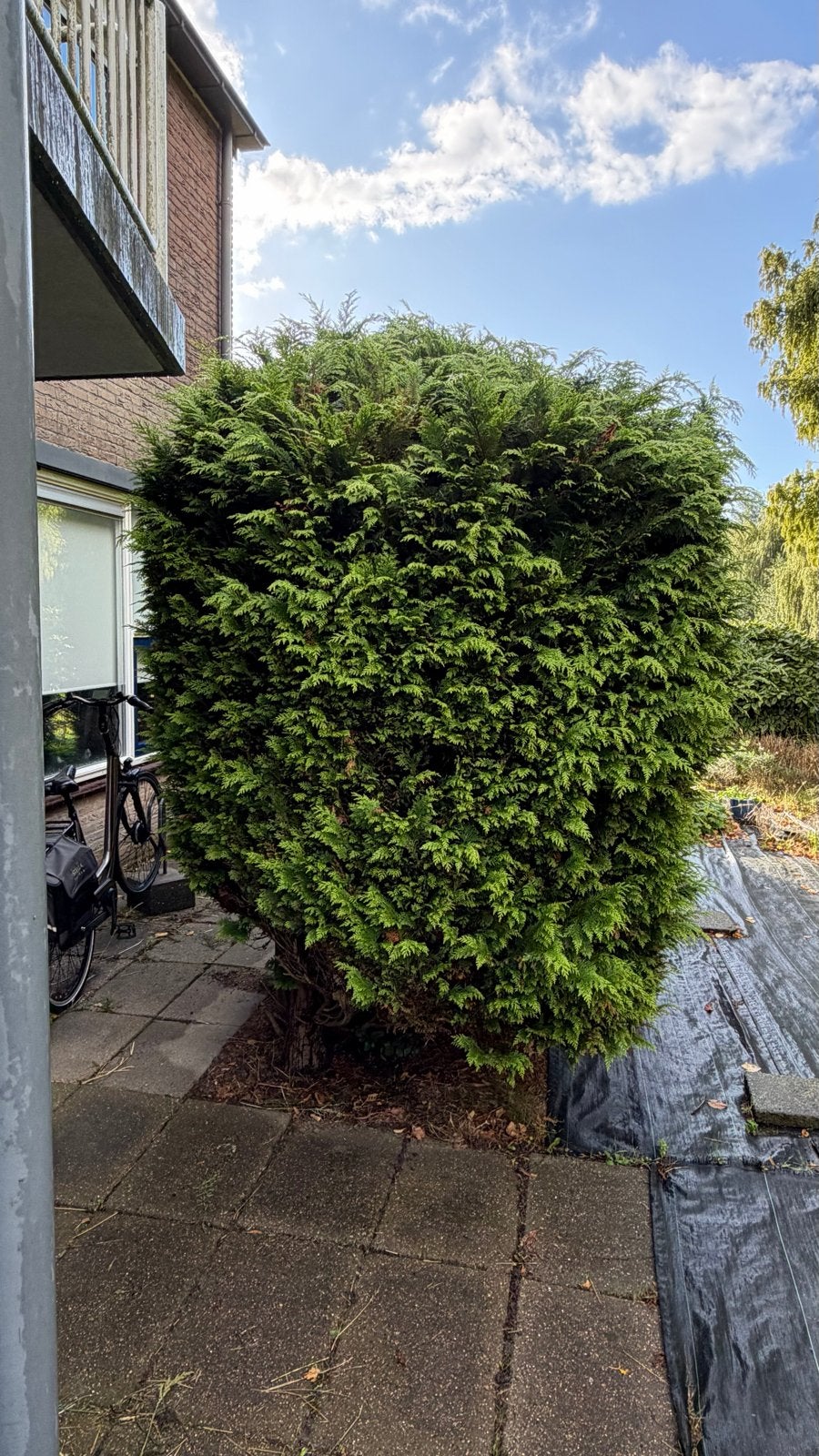 Grote conifeer gratis af te halen, Bloeit niet, Overige soorten, 250 tot 400 cm, Ophalen