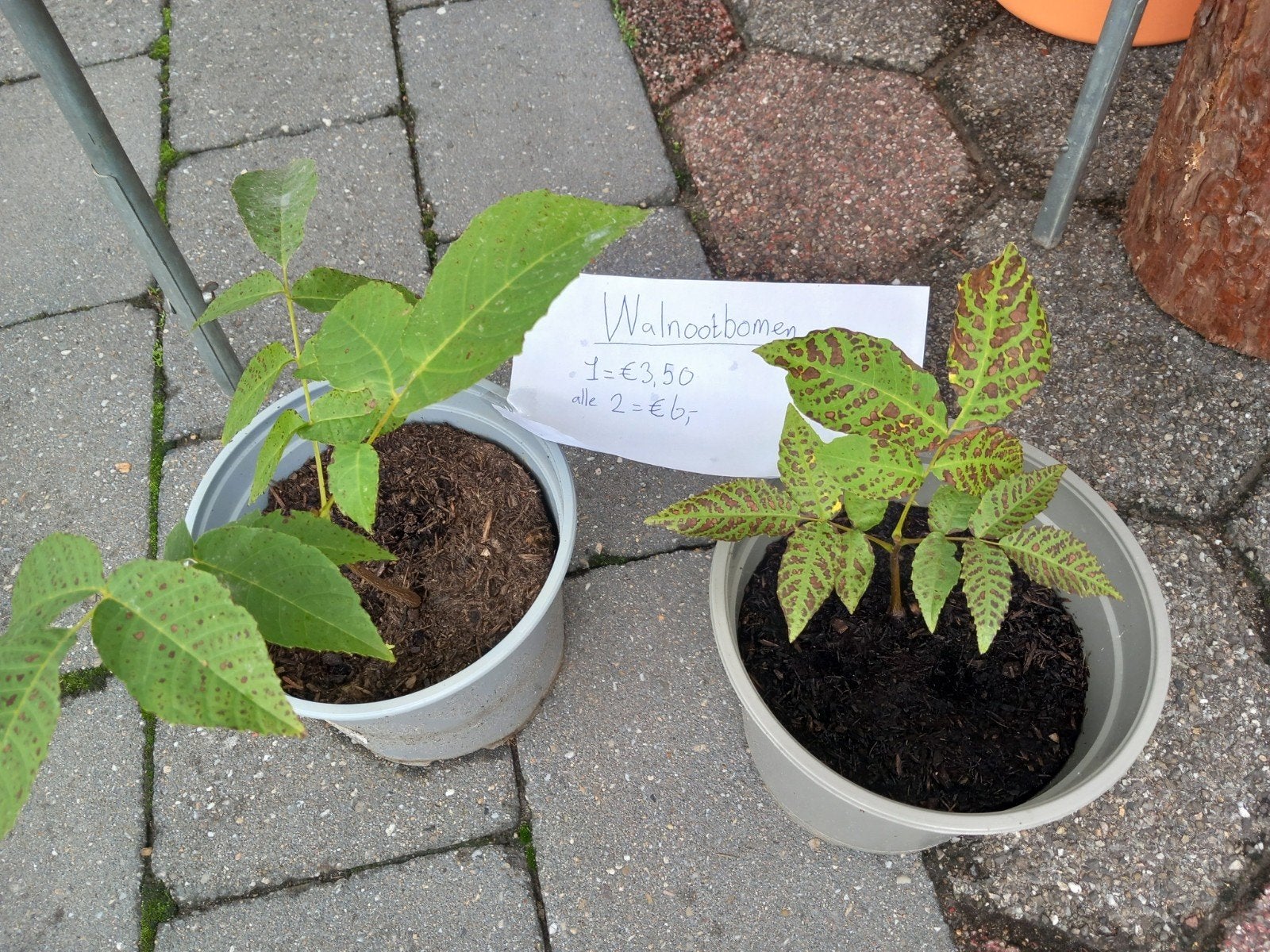 2 walnoten boompjes, Ophalen, Vaste plant, Overige soorten, Volle zon