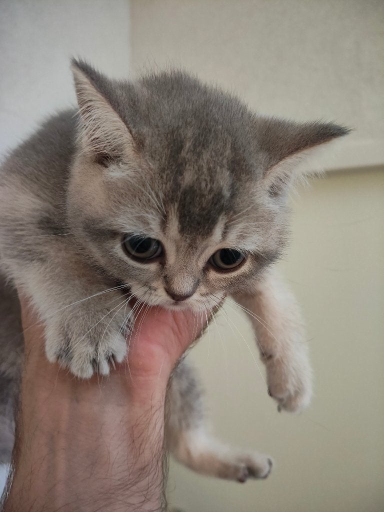 Britse Korthaar Kittens, Dieren en Toebehoren, Meerdere dieren, Ontwormd, 0 tot 2 jaar