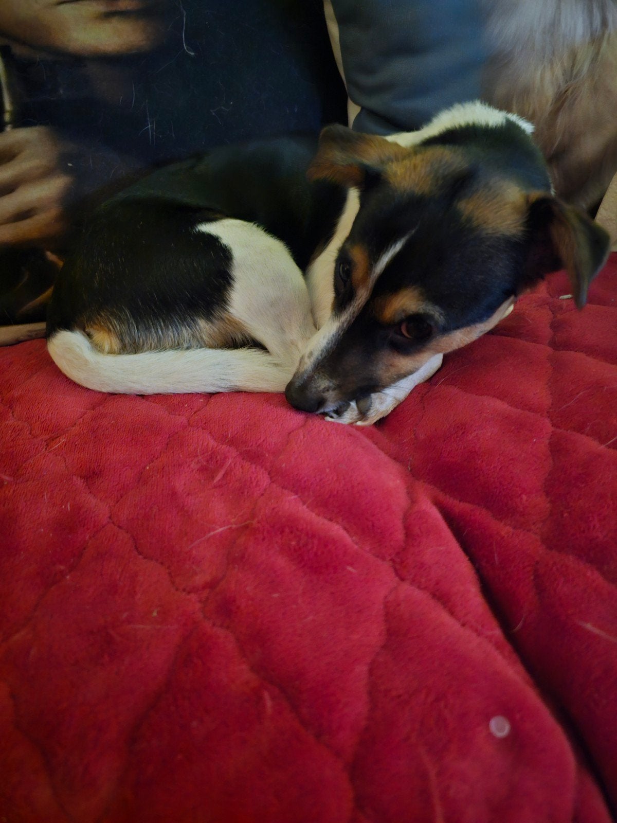 jong jack russel teefje, Dieren en Toebehoren, CDV (hondenziekte), Teef, Eén hond, Nederland
