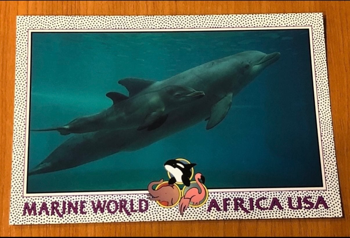 MARINE WORLD AFRICA USA DOLPHIN POSTCARD, Verzamelen, Ophalen of Verzenden, 1980 tot heden, Ongelopen, Waterdier