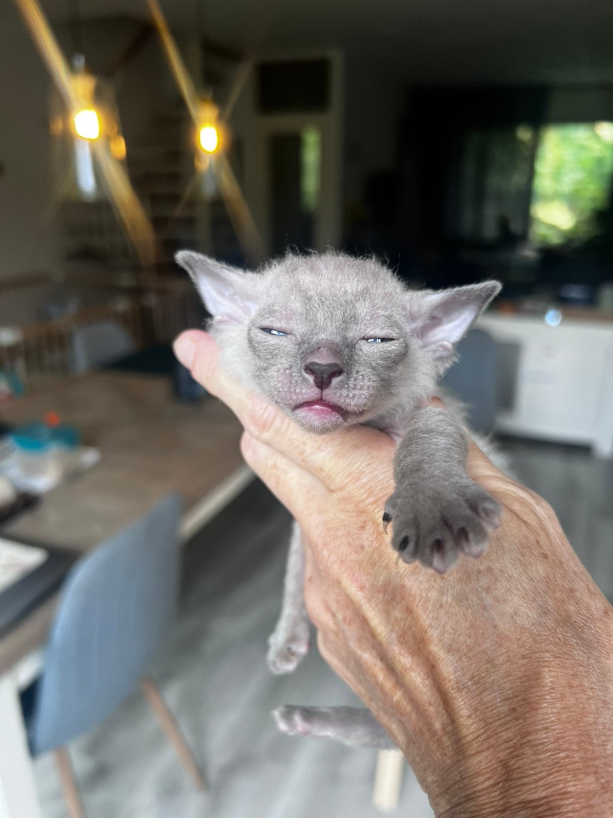 Devon rex x sphynx x peterbald corner rex kittens bijna kaal, Dieren en Toebehoren, Kater