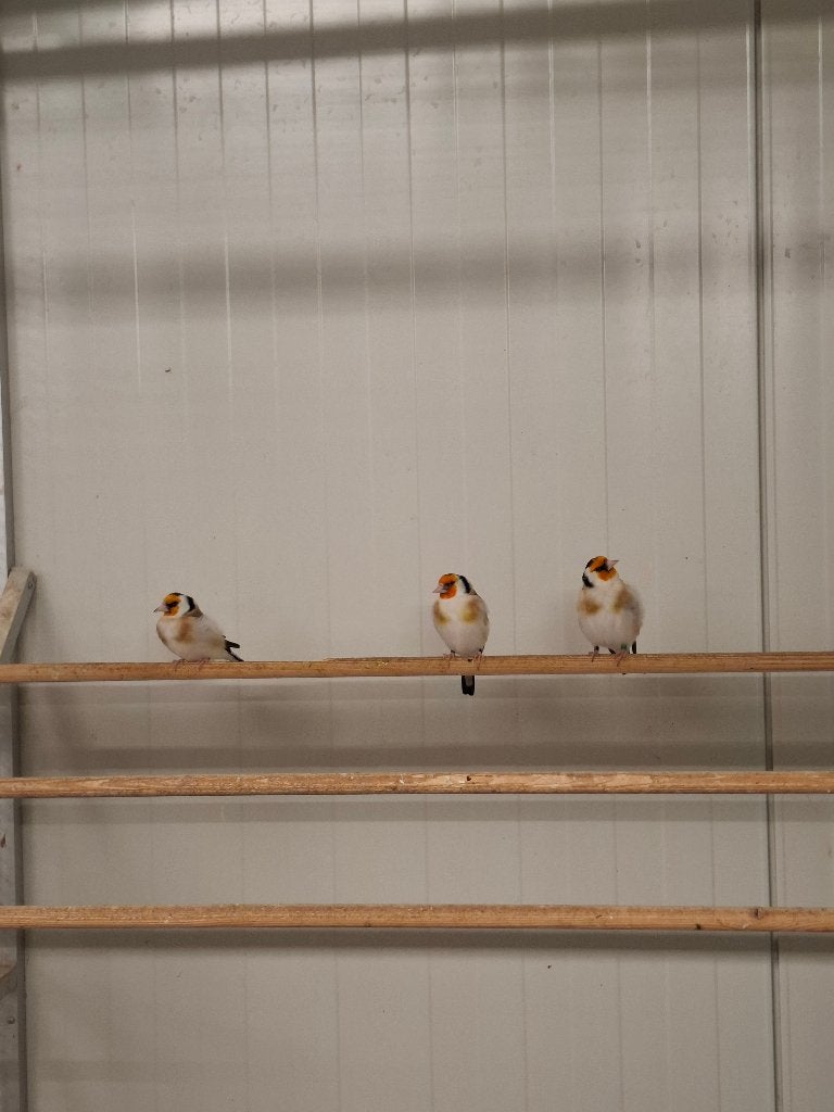 3 putters, mannen, Mannelijk, Wildzangvogel, Geringd