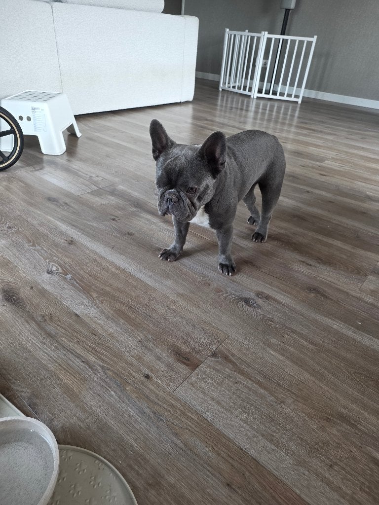 French bulldog zoekt liefdevol huis, Dieren en Toebehoren, Reu, Parvo, Bulldog, Eén hond