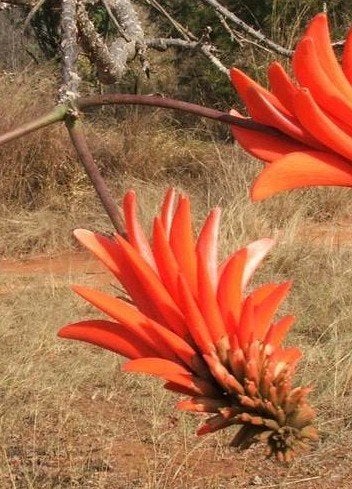 Koraalboom (Erythrina lystemon), Ophalen of Verzenden, Overige soorten, Volle zon