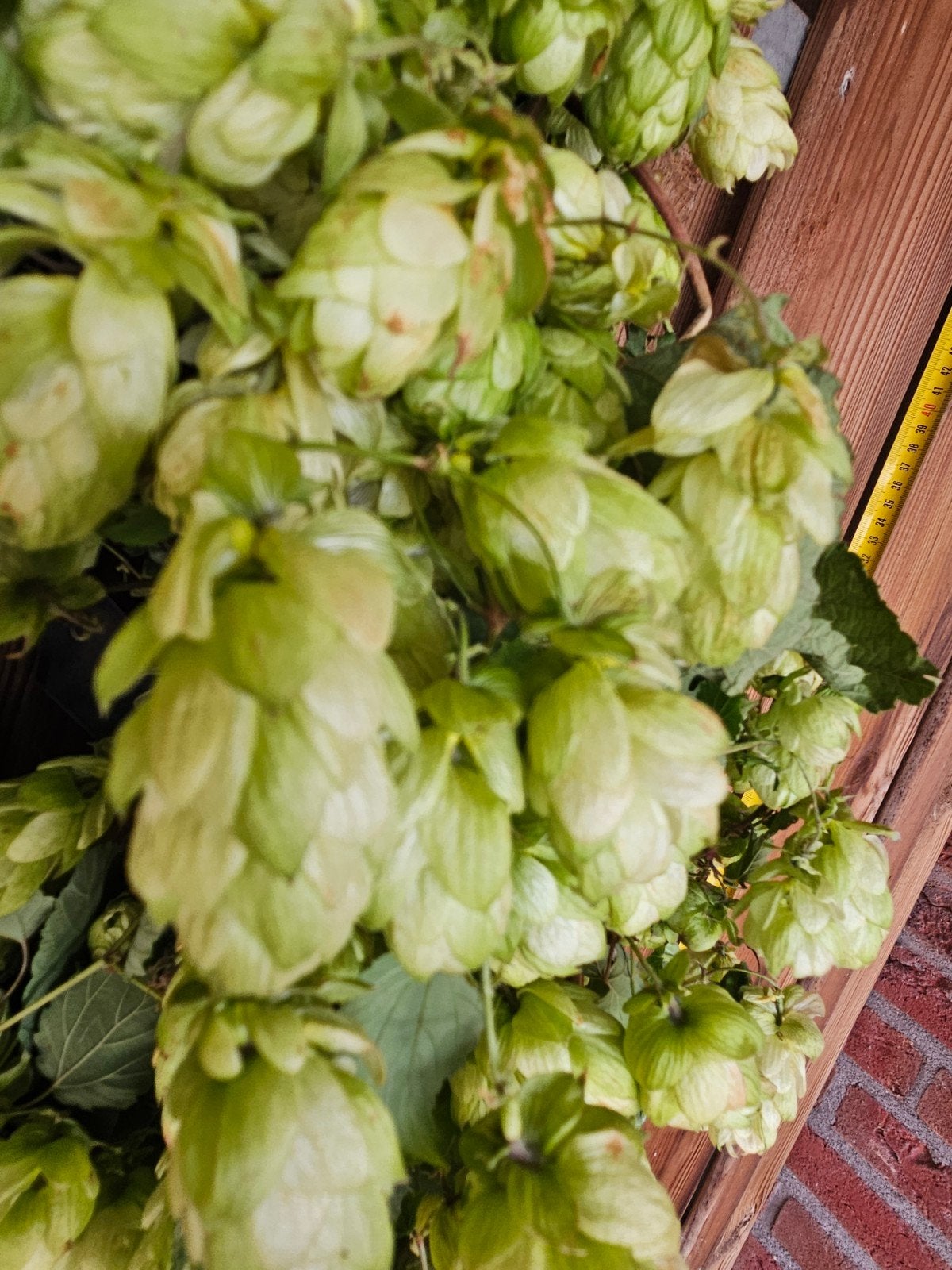 Verse Hopkrans - 45 cm doorsnede, Huis en Inrichting, Ophalen of Verzenden, Nieuw