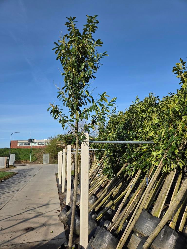 Laurier Prunus Novita lei dak vorm bomen, Ophalen, Halfschaduw, Overige soorten, Lente