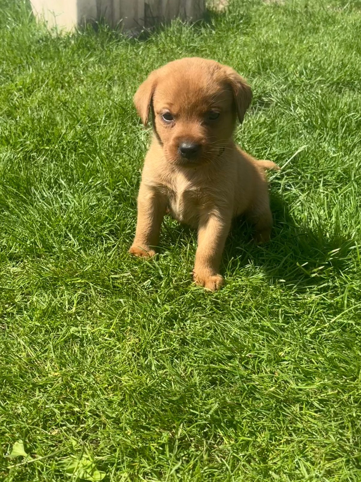Raszuivere Red fox labrador puppy’s, Parvo, 8 tot 15 weken, Labrador retriever, Meerdere