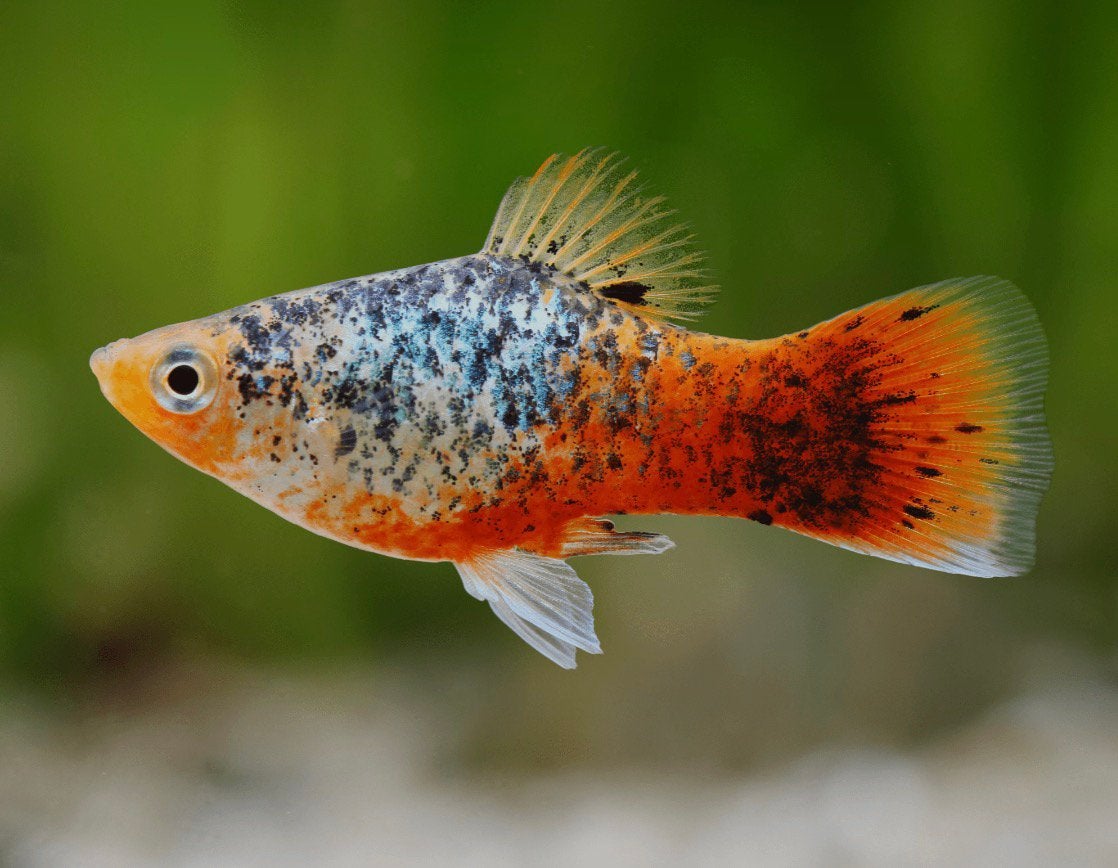 Mooie Platy’s te koop, Dieren en Toebehoren, Vis