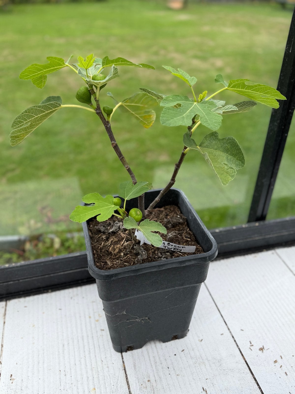 Vijgenboom Brown Turkey, Ophalen, Volle zon, Vaste plant, Zomer