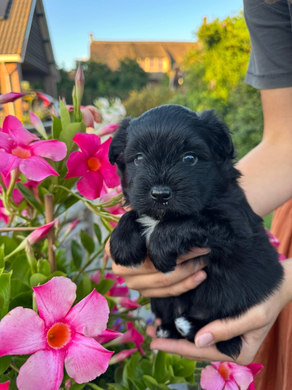 Prachtige pups boomer x pomeriaan x keeshond, 8 tot 15 weken, Parvo, Meerdere, Meerdere dieren