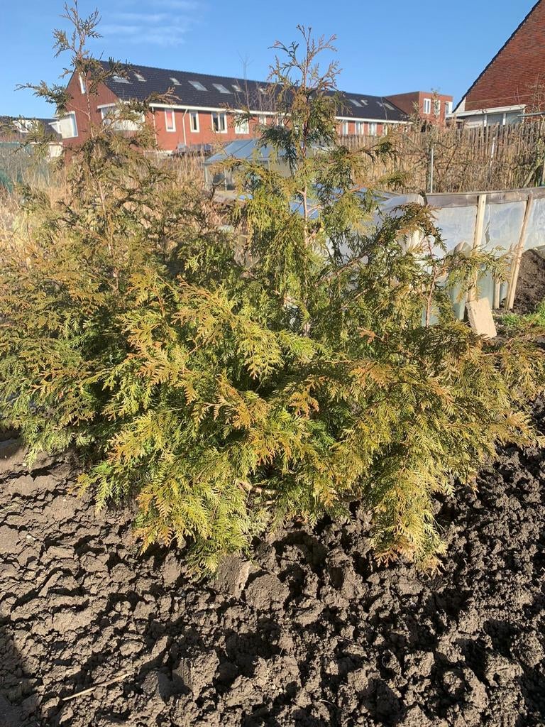 Coniferen Brabantsatin 2 meter hoog,  per 2 stuks €25, Tuin en Terras, Ophalen, Bloeit niet, Halfschaduw, Overige soorten