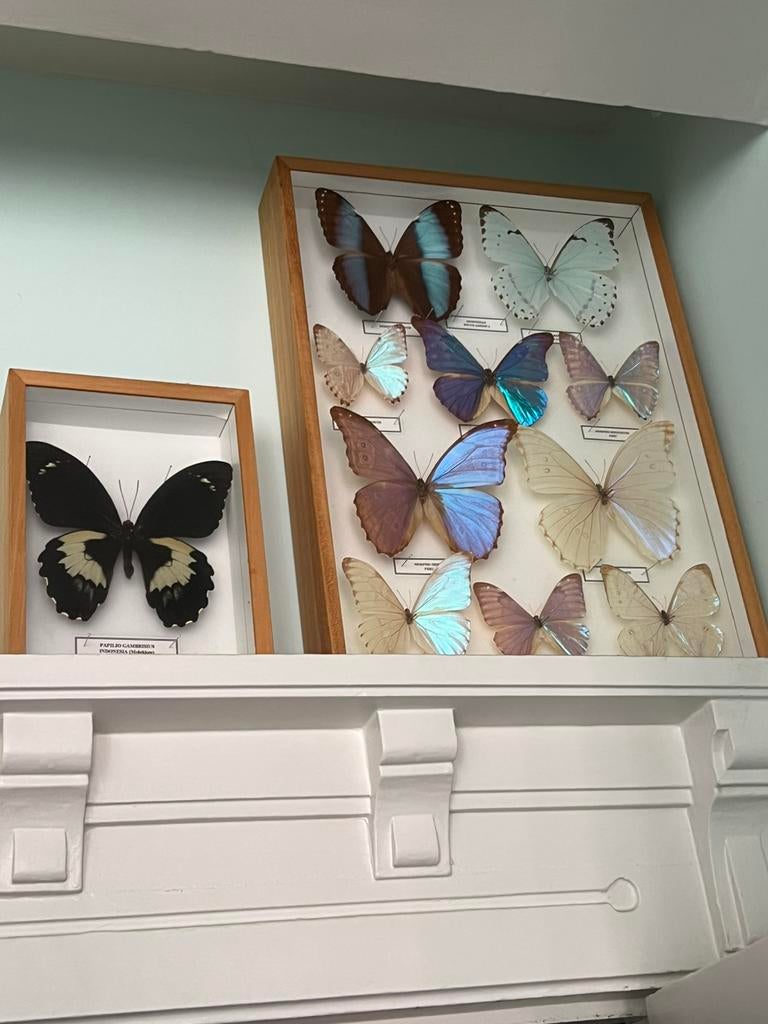 Vlinders, Ophalen of Verzenden, Zo goed als nieuw, Insect, Opgezet dier