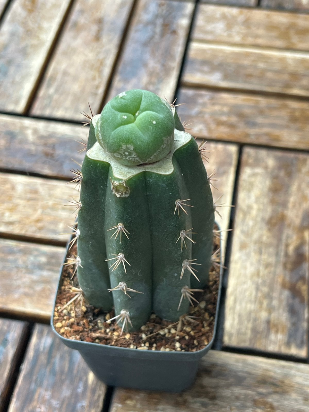 Geraffelde San Pedro Cactus met Lophophora piute, Overige soorten, Volle zon, Vaste plant, Ophalen of Verzenden