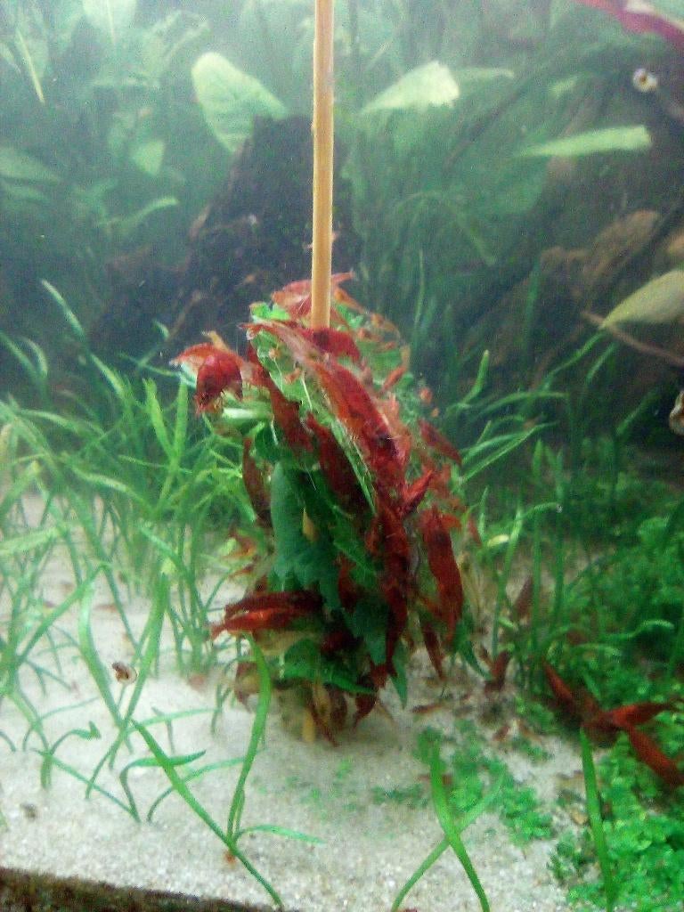 Garnalen (Neocaridina "Bloody Mary"), Kreeft, Krab of Garnaal, Zoetwatervis