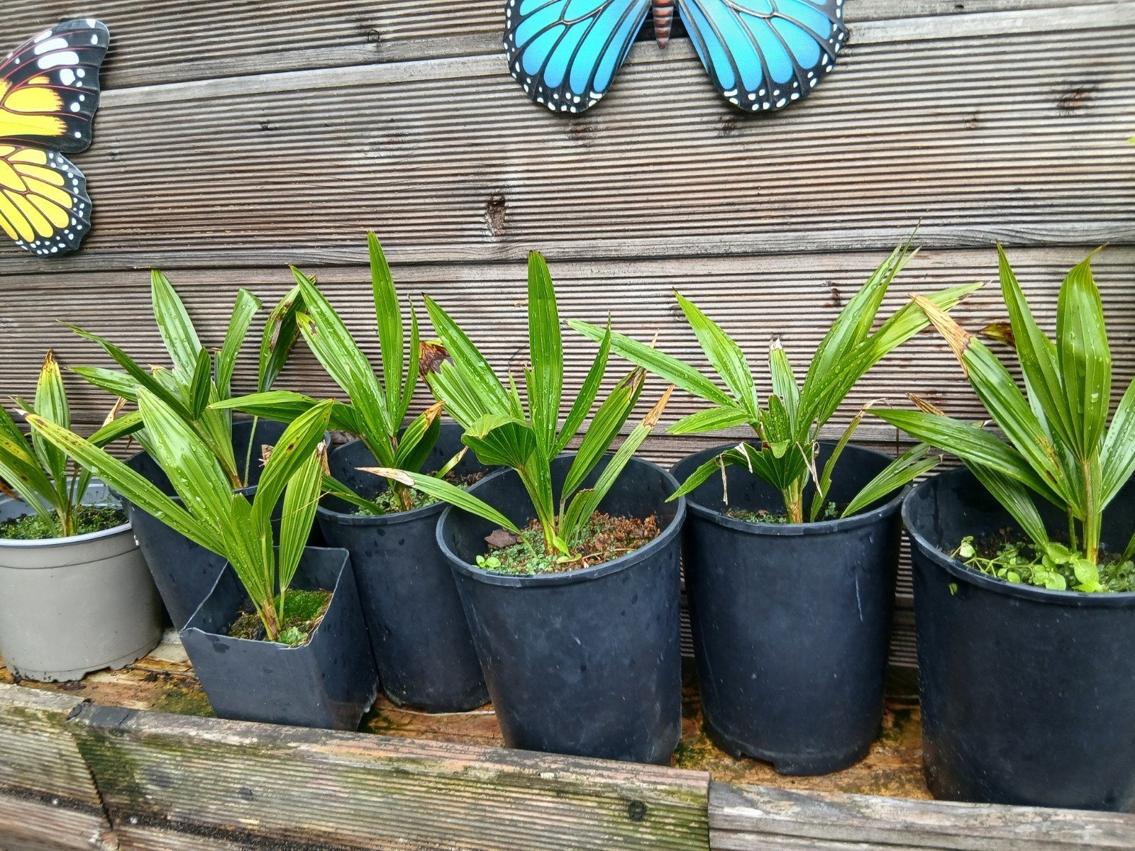 Palmboompjes Trachycarpus Fortunei (Chinese Waaierpalm), Ophalen of Verzenden, Overige soorten, Volle zon