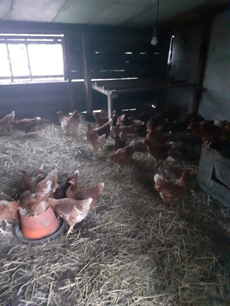 Leghennen legkippen Isa Brown, Dieren en Toebehoren, Pluimvee, Vrouwelijk, Kip