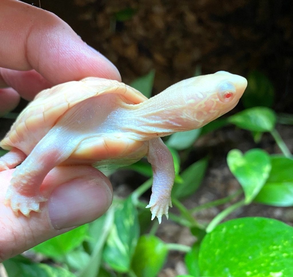 ALBINO Mauremys reevesii , Chinese driekielschildpad, Dieren en Toebehoren, Schildpad, 0 tot 2 jaar